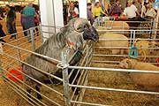 Schweine leive erleben (©Foto: MartinSchmitz)